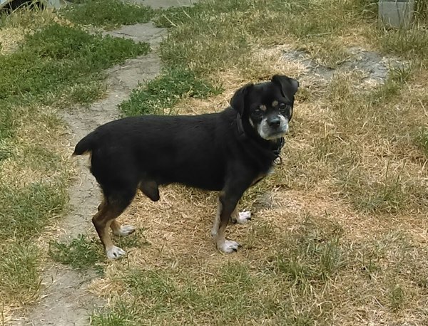 baloo 16 07 18.jpg