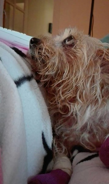 caline8.jpg
