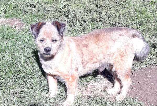 pepito 10 10 18.jpg
