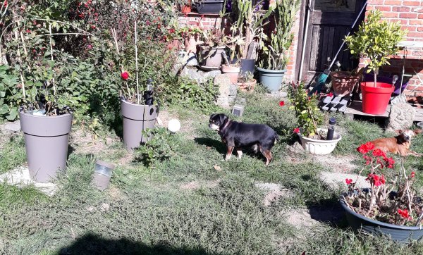 baloo_09_10_18.jpg