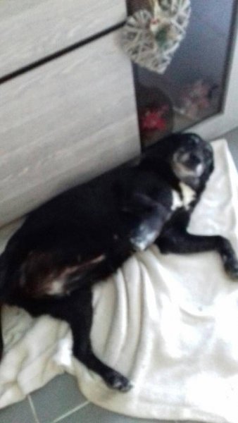 dolie1.jpg