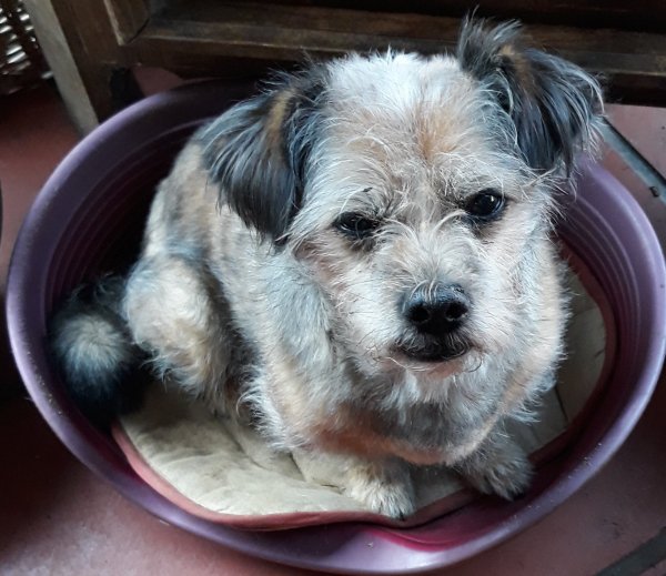 pepito 04 10 18-001.jpg
