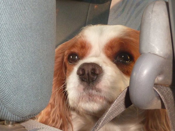 Hudson en camping car.jpg