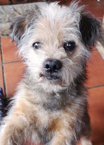 pepito 03 01 18.jpg