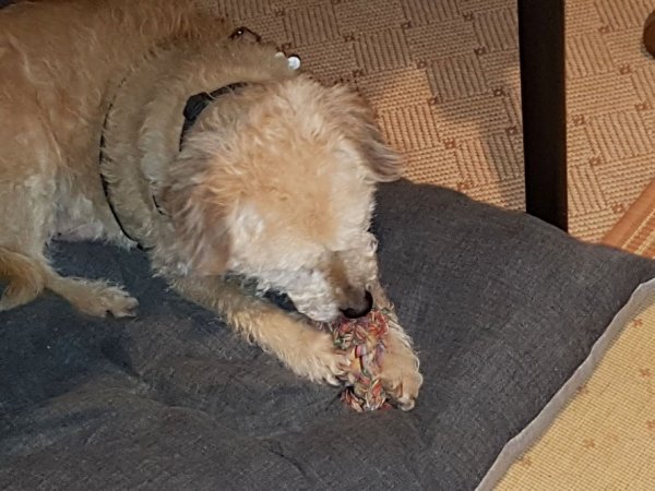 Resized_20190118_201531.jpeg