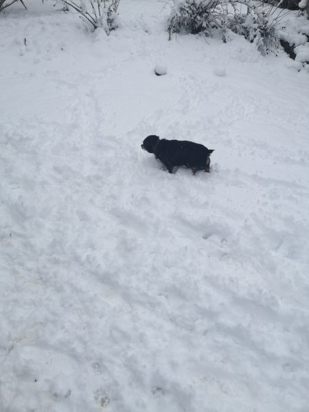 baloo_23_01_19.jpg