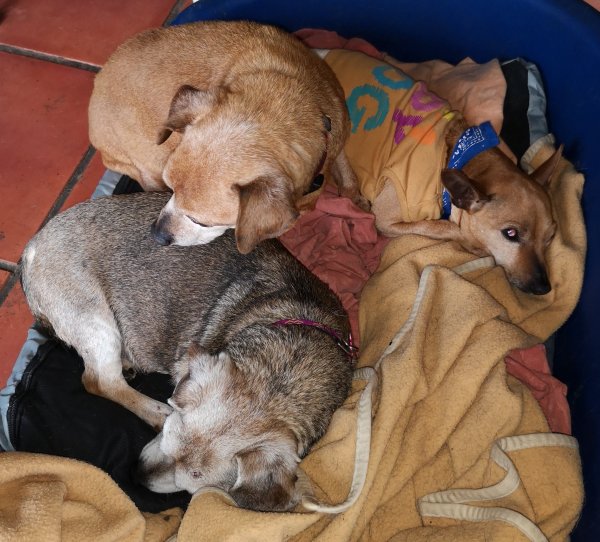 stitch et potes 28 03 19.jpg