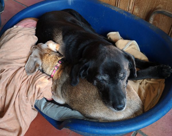 stitch et vagabond 15 04 19.jpg