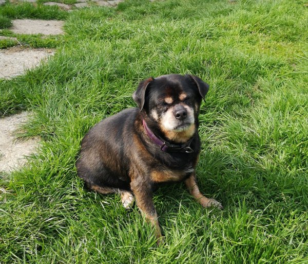 baloo 16 04 19.jpg