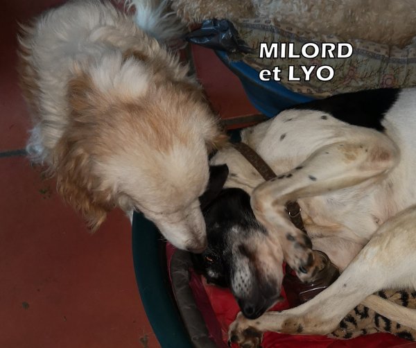 milord et lyo 13 05 19 1-001.jpg