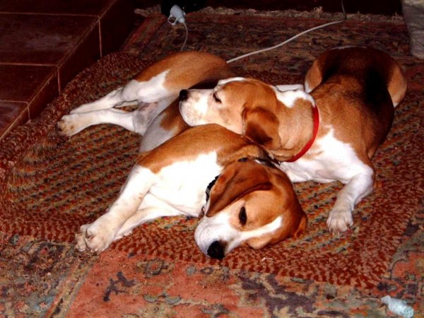 Beagles_0188.jpg