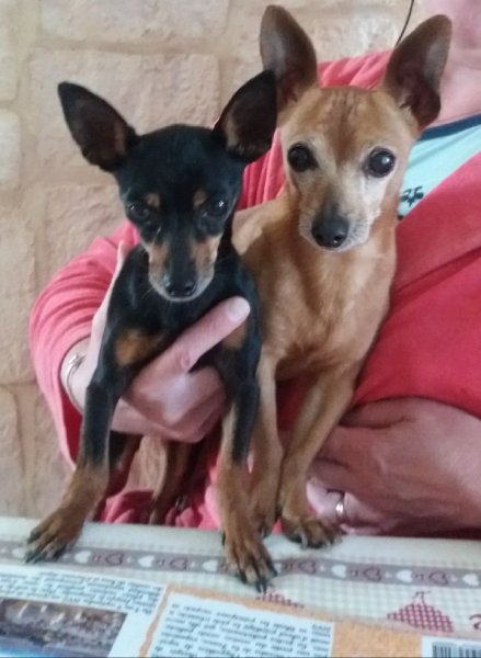 enzo et molly juillet 2019.jpg