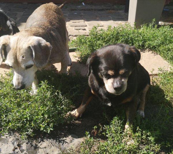 Baloo et Stitch 22 08 19.jpg