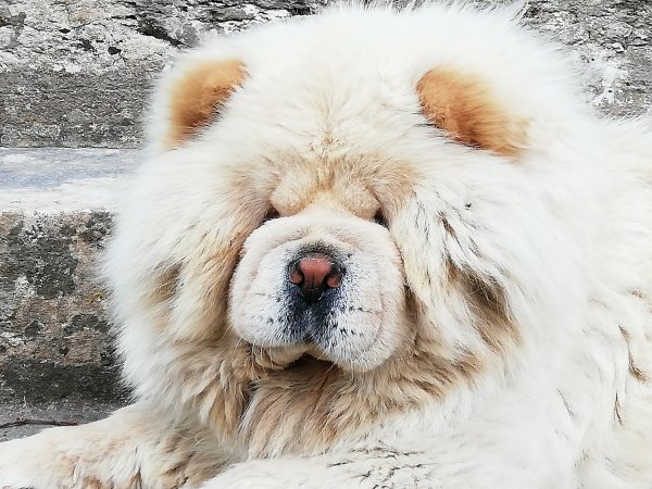 nounours9.jpg