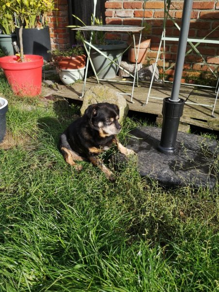 baloo 27 10 19.jpg