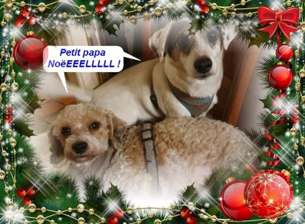 scoubi zorro noel 19.jpg