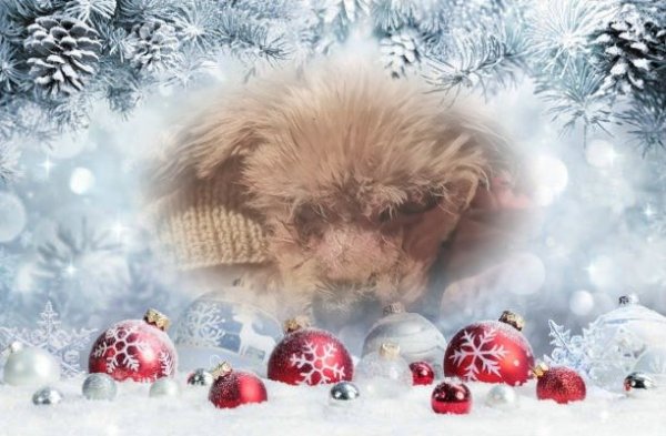 pixiz-25-12-2019-00-22-14.jpg