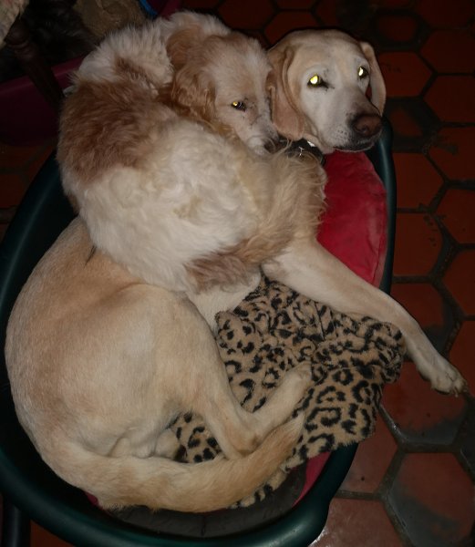 milord et capucine 30 04 19.jpg