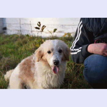 271484477_MILORDGIF2.gif.a3c4196f3de078742a631473d33a1377.gif