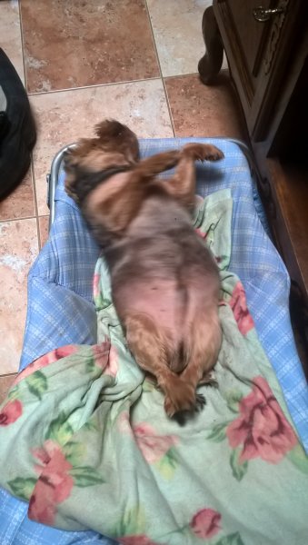 WP_20191223_11_50_54_Pro.thumb.jpg.39ee8d8b6e730acfdb5f4422ac1f8f3a.jpg