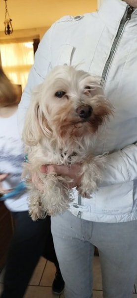 bichon.jpg