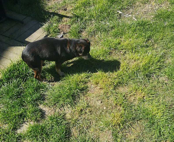 baloo 26 03 20.jpg