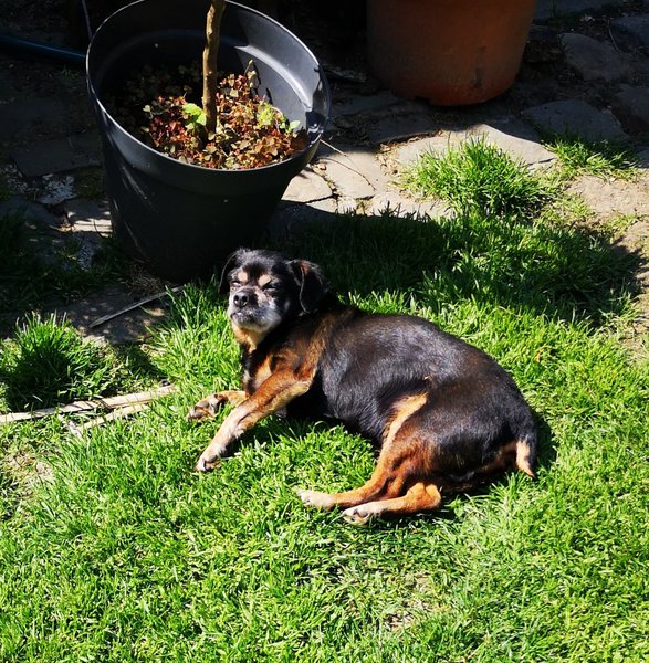 baloo 26 04 20 2.jpg