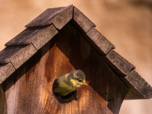 P1030046 Oisillon Mésange bleue.jpeg