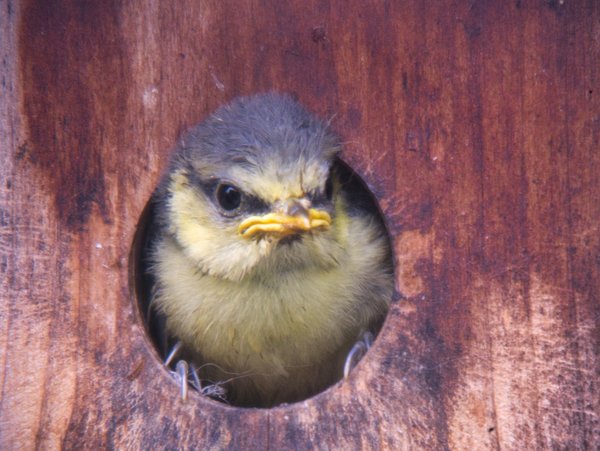 P1030048 Oisillon Mésange bleue.jpeg
