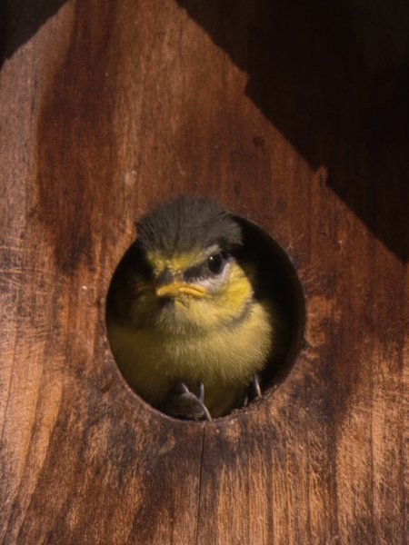 P1030044 Oisillon Mésange bleue.jpeg