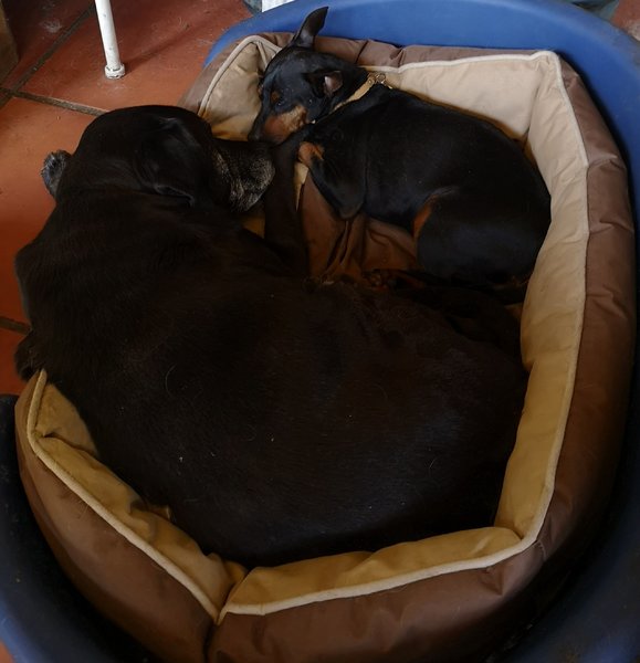 freddy et vagabond 24 06 20.jpg
