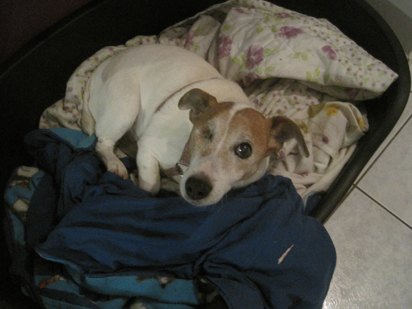 Bon Anniversaire Pour Notre Pepere Les Nouvelles De Nos Retraites Cani Seniors
