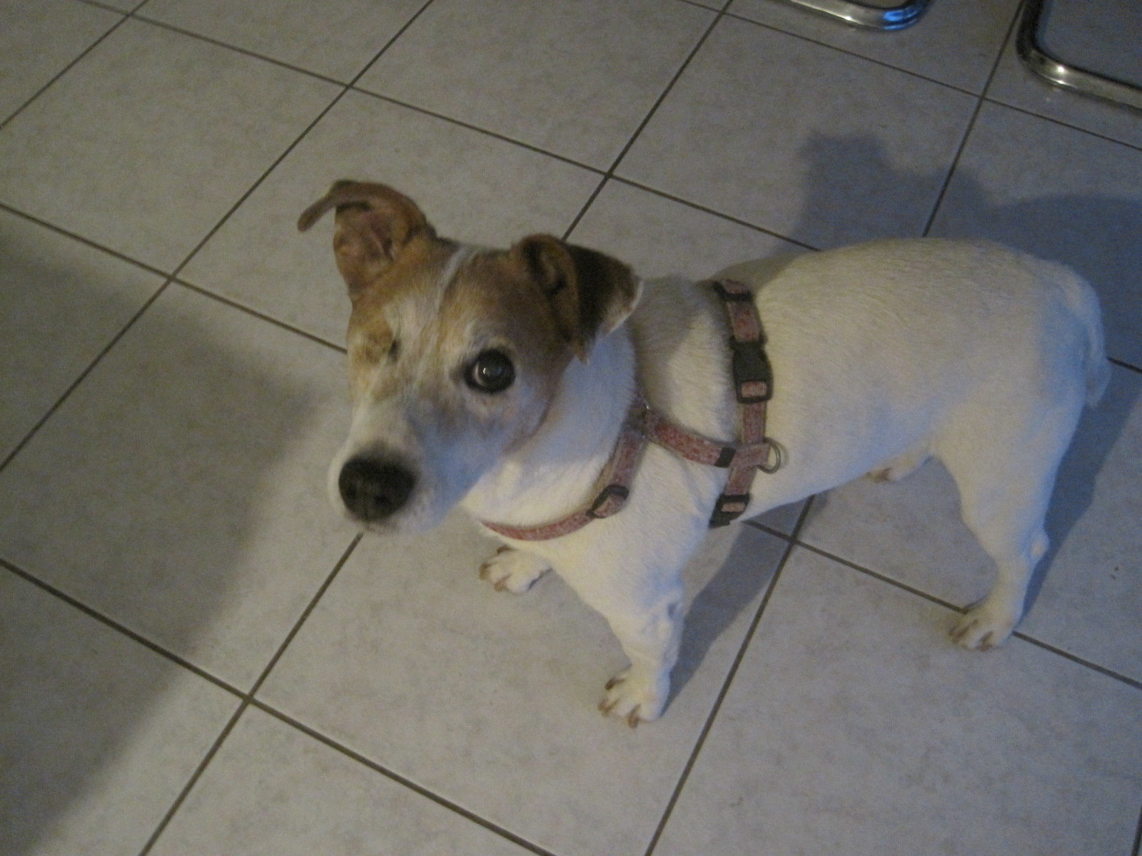 Bon Anniversaire Pour Notre Pepere Les Nouvelles De Nos Retraites Cani Seniors