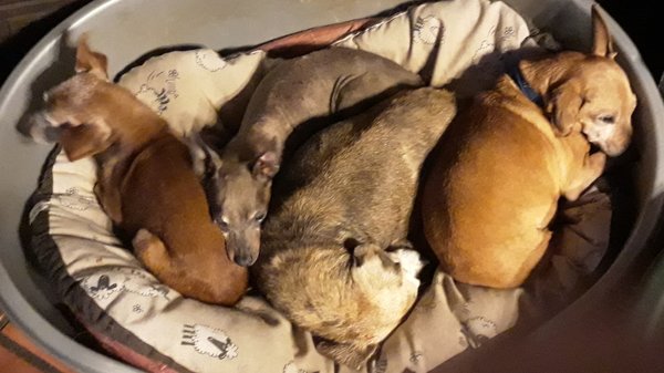 Stitch et potes 10 11 20.jpg
