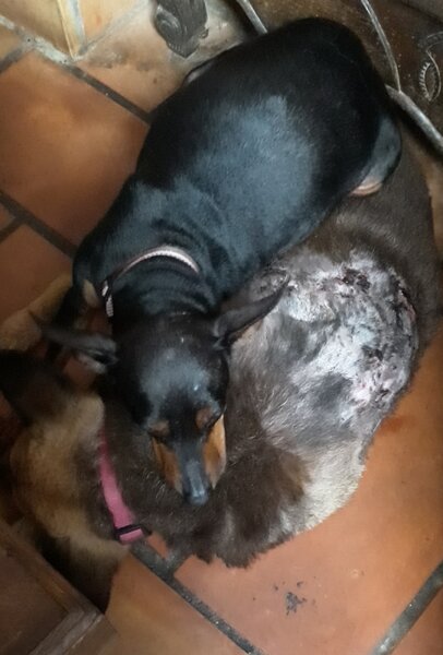 freddy et myrtille 29 11 20.jpg