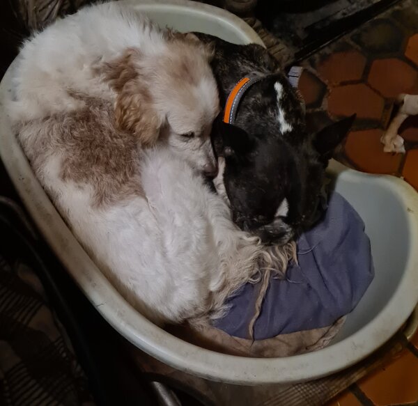 simon et milord 12 12 20.jpg