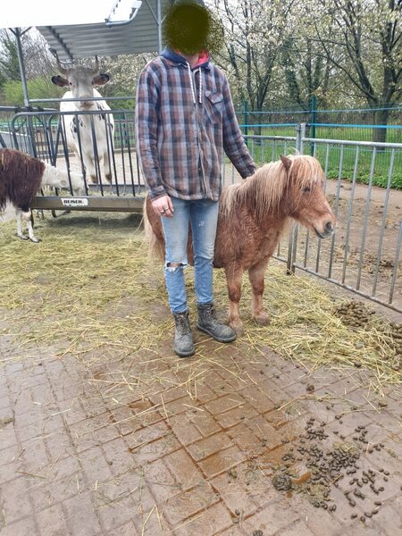 poney1.jpg
