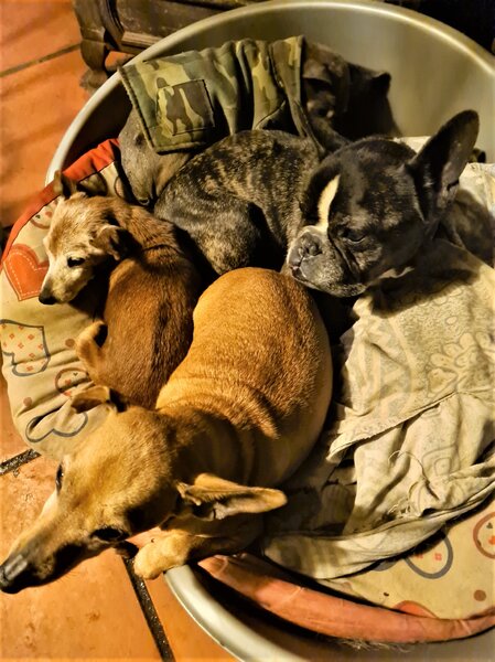 simon et copains (2).jpg