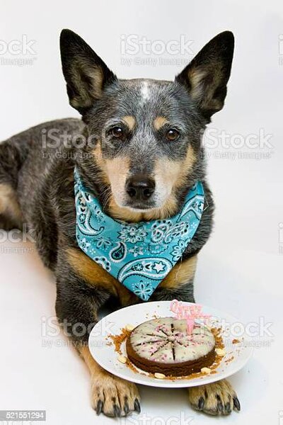 1396964815_AnniversaireBouvierAustr..thumb.jpg.4de7048ac8fdf0a8917238ce91b597db.jpg