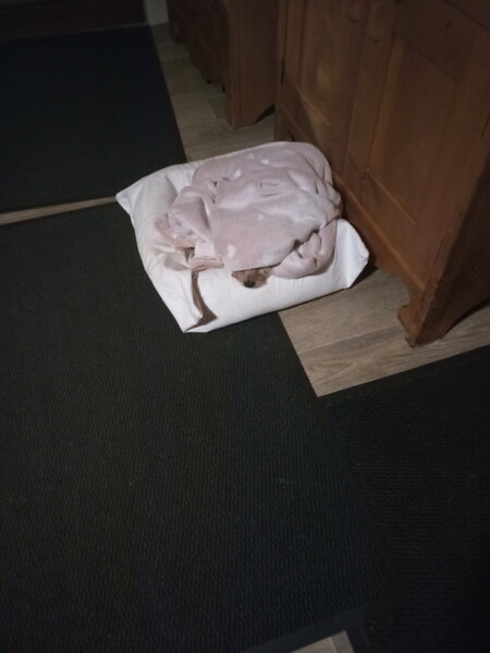 tilou 1 dort.jpg