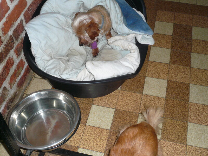 1820007993_RetourdhospitalisationdIRMA011.thumb.JPG.940b487c76fef034257ae0fb314bf588.JPG
