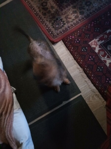 shampooing noeline 001.jpg