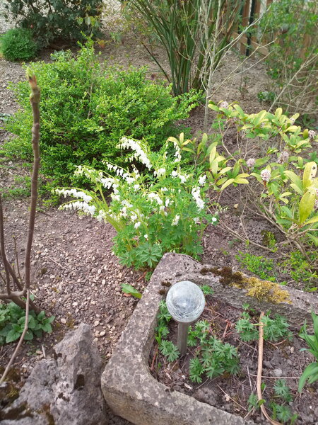 noeline photo jardin 025.jpg