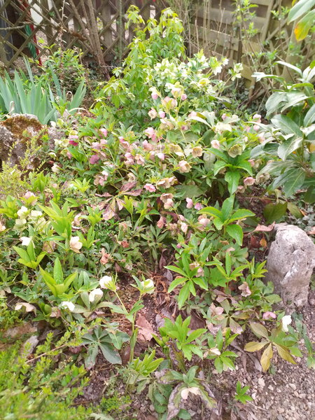 noeline photo jardin 026.jpg