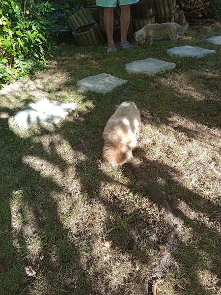 chiens jardin (3).jpg
