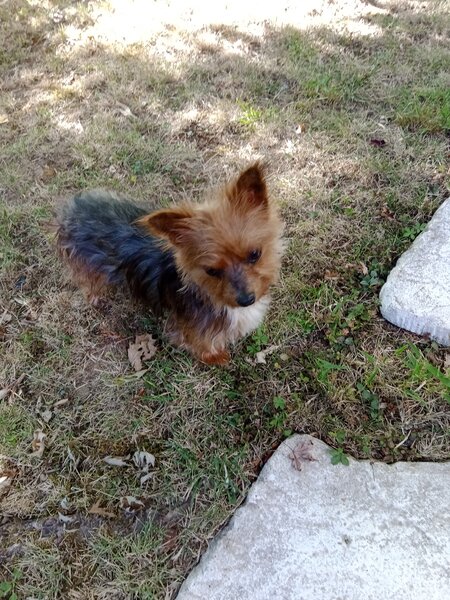 chiens jardin (1).jpg
