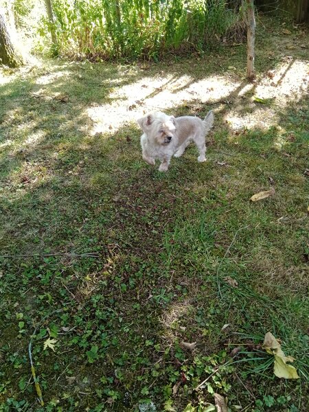 chiens jardin (8).jpg