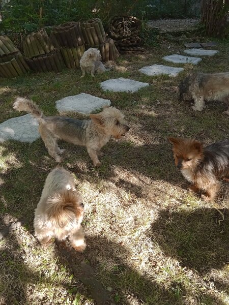 chiens jardin (4).jpg