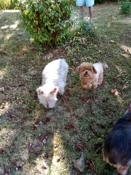 chiens jardin (7).jpg
