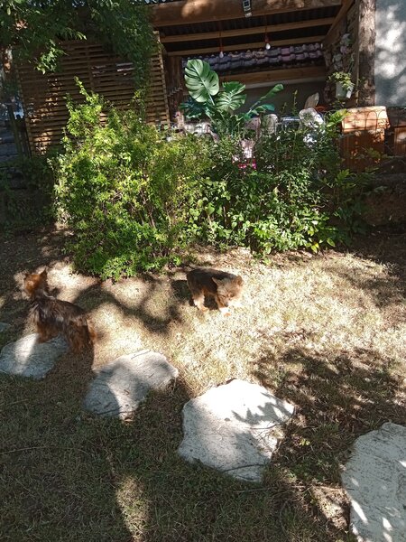 chiens jardin (5).jpg
